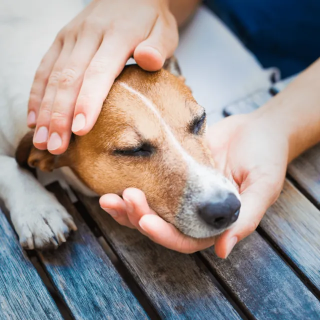 Gentle hands comforting a resting dog